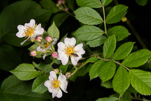Rosa multiflora (multiflora rose, rambling rose, baby rose, Japanese rose, many-flowered rose, seven-sisters rose)