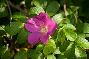 Rosa rugosa (rugosa rose, Japanese rose, Ramanas rose, rugosa rosa)
