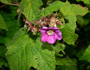Rubus odoratus (purple-flowering raspberry, flowering raspberry)