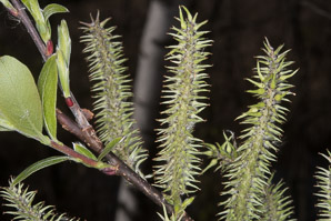 Salix cinerea (gray willow, large gray willow)