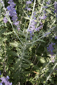 Salvia yangii (Russian sage)