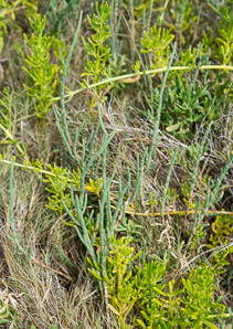 Sarcocornia perennis (Virginia glasswort, perennial glasswort, chickenclaws)