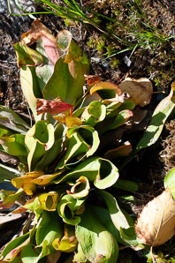 Sarracenia purpurea (purple pitcher plant, American pitcher plant, northern pitcher plant)