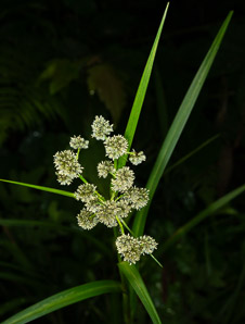 Scirpus atrovirens (green bulrush, dark-green bulrush, dark-green bullrush)