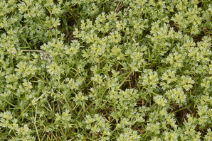Scleranthus annuus (knawel)