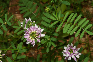 Securigera varia (crown vetch, trailing crown-vetch, axseed, purple crownvetch, axwort, field crownvetch)