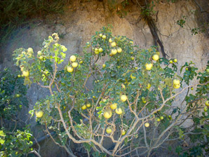 Solanum americanum (devil’s apple)