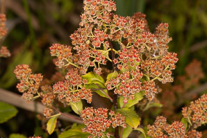 Spiraea alba (meadowsweet, white meadowsweet)