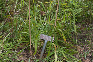 Stenanthium gramineum (feather-fleece)