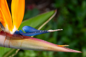 Strelitzia reginae (bird of paradise, bird-of-paradise, crane flower)