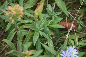 Symphyotrichum novae-angliae (New England aster)