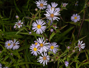 Symphyotrichum novi-belgii (New York aster)