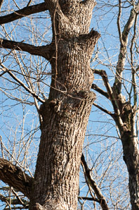 Tilia americana (American basswood, American linden)