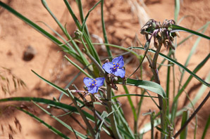 Tradescantia occidentalis (western spiderwort, prairie spiderwort)