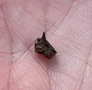 Tribulus terrestris (puncture vine, goat’s-head, bindii, bullhead, burra gokharu, bhakhdi, caltrop, small caltrops, cat’s-head, devil’s eyelashes, devil’s-thorn, devil’s-weed, puncturevine, tackweed)