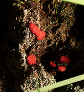 Tubifera ferruginosa (raspberry slime mold, red raspberry slime mold)