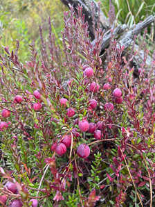 Vaccinium macrocarpon (American cranberry, cranberry, large cranberry)