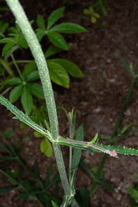 Verbena bonariensis (purpletop vervain, tall verbena, clustertop vervain, pretty verbena)