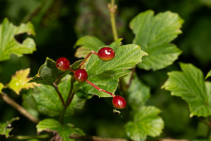 Viburnum opulus (Guelder rose, water elder, European cranberrybush, cramp bark, snowball tree)