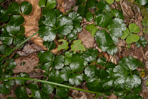 Waldsteinia fragarioides (barren strawberry)