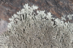 Xanthoparmelia plittii (Plitt’s rock shield)
