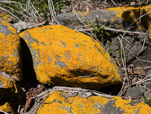Xanthoria elegans (elegant sunburst lichen, sunburst lichen, elegant orange wall lichen)