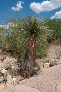 Yucca elata (soaptree yucca)