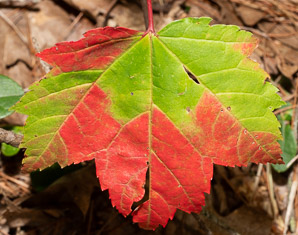 Acer rubrum (red maple, swamp maple, soft maple)