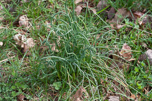 Allium schoenoprasum (chive)