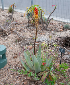 Aloe arborescens (aloe)