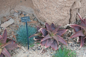 Aloe greatheadii (spotted aloe)