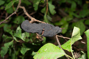 Apiosporina morbosa (black knot fungus)