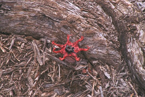 Aseröe rubra (starfish fungus)