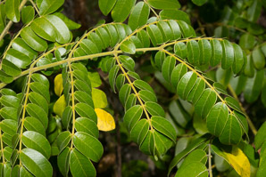 Caesalpinia bonduc (gray nicker, nickerbean)