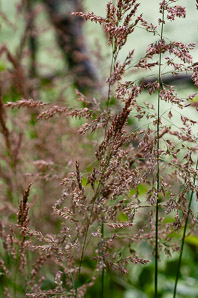 Calamagrostis epigejos (feathertop reed grass)