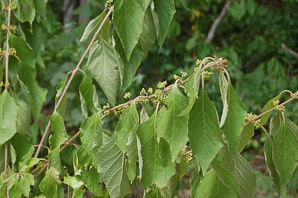 Callicarpa americana (French mulberry)
