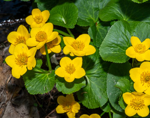 Caltha palustris (marsh marigold, kingcup, yellow marsh marigold)