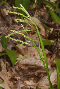 Carex arctata (drooping wood sedge, drooping woodland sedge)