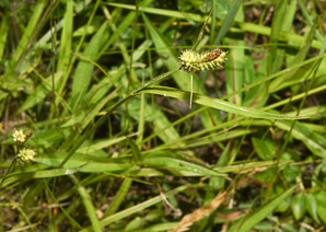 Carex pallescens (pale sedge)