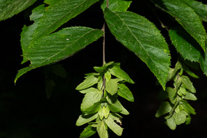Carpinus caroliniana (American hornbeam, ironwood, musclewood)