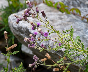 Cirsium arvense (Canada thistle, field thistle, lettuce from hell thistle, California thistle, corn thistle, cursed thistle, green thistle, hard thistle, perennial thistle, prickly thistle, setose thistle, small-flowered thistle, way thistle, stinger-needles)