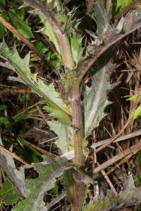 Cirsium nuttallii (Nuttall’s thistle)