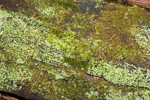 Cladonia coniocraea (common powderhorn, powderhorn cup lichen)