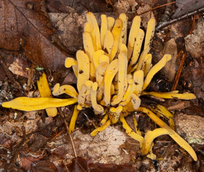 Clavulinopsis fusiformis (golden spindles)