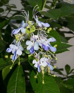 Clerodendrum ugandense (blue butterfly bush, blue glorybower)