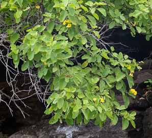 Cordia lutea (yellow cordia, muyoyo)