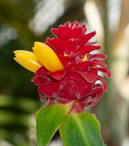 Costus comosus (red velvet ginger, spiral ginger)