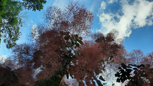 Cotinus coggygria (European smoketree, smoke tree, smoke bush, Venetian sumac, Dyer’s sumac)