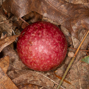 Cynips quercusfolii (cherry gall)