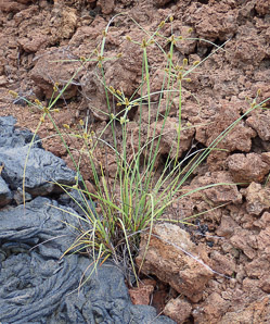 Cyperus anderssonii (Galápagos sedge, Andersson’s sedge, Andersson´s sedge, cyperus)